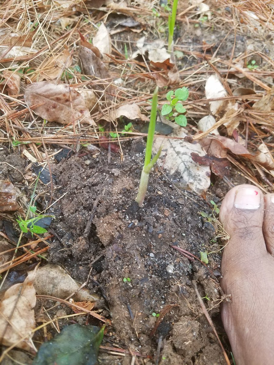 When watering plants let water run off your hand to send energy to the plant. All humans have this ability to speed up plant growth .This is an ancient growing technique.Being barefoot in the garden is a good way to talk to Mother Earth. #gardentips #beyondorganic #gardening