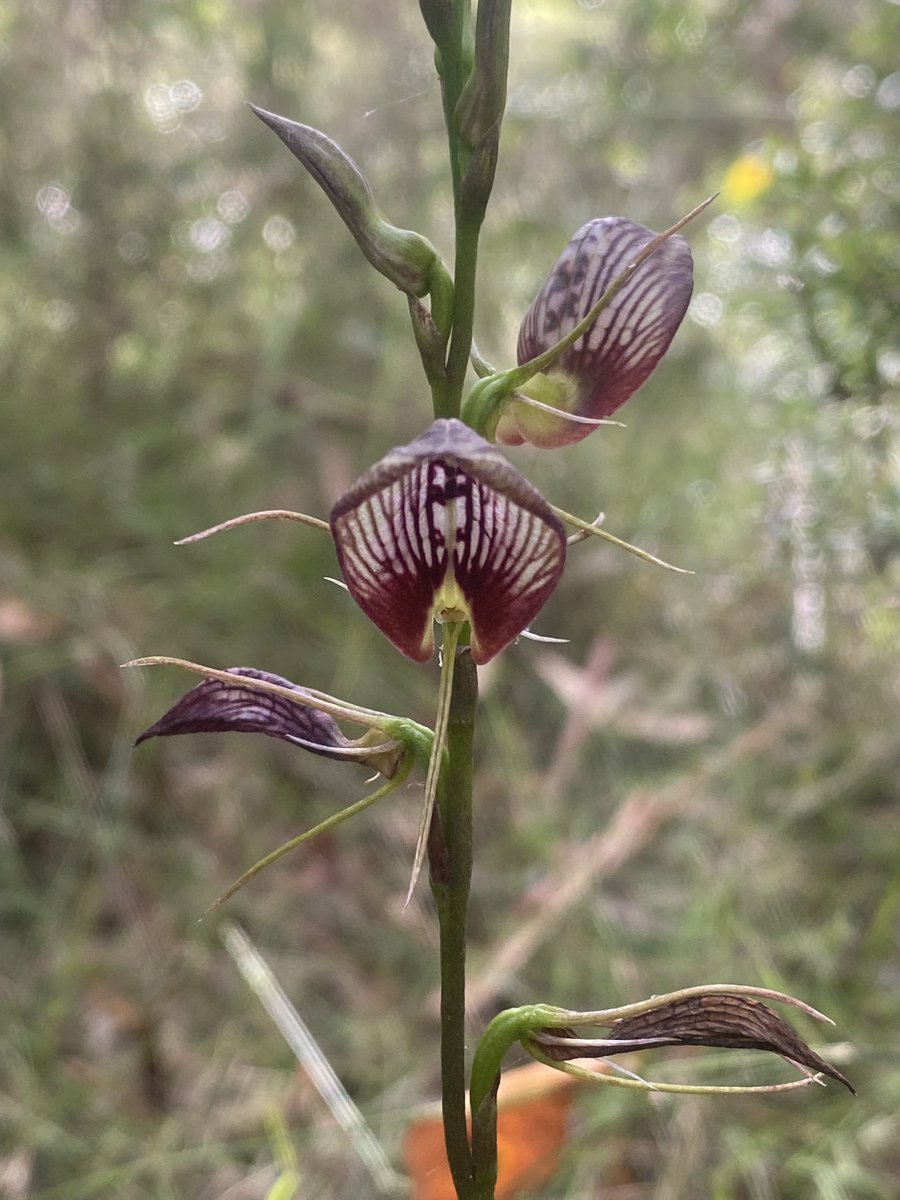 Been a bit slack with the #orchids recently. Here’s a Cryptostylis erector (Bonnet Orchid) from Dooragan National Park, NSW. #wildoz