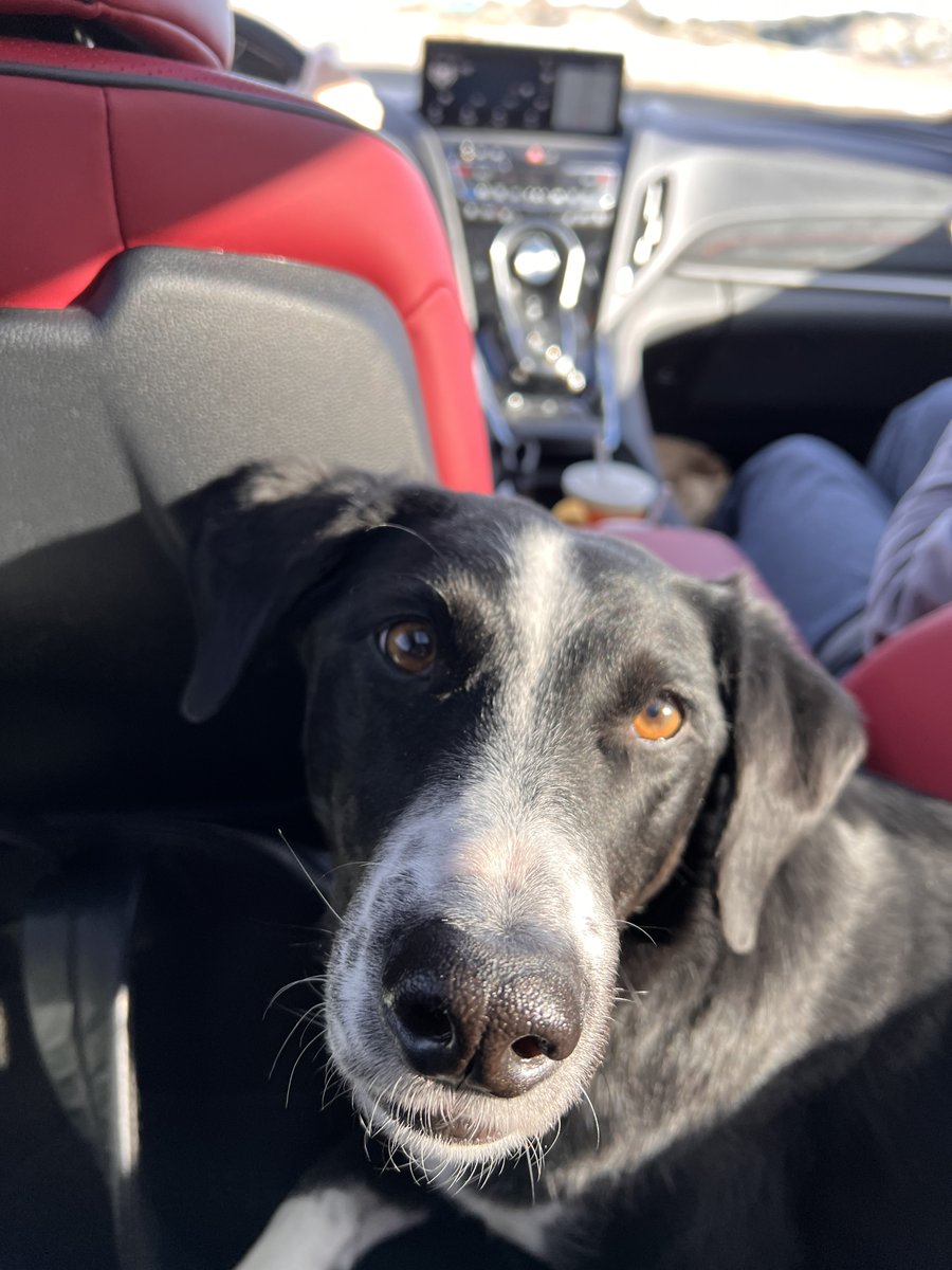 MaximusHowse's tweet photo. I am a 1st year Political Science student, and come from Calgary, AB. I have a dog named Shubert who lives back home, and I love to post pics of him on social media. https://t.co/LIDuagWLU1
