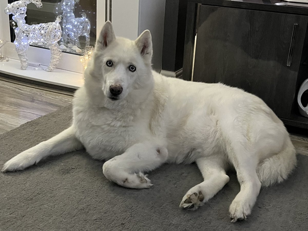 MAXINE64's tweet photo. Goodnight god bless our gorgeous boy Milo. No more pain 💔💔💔💔💔 we will love and miss you till eternity 🌈🌈😢😢😢 https://t.co/p5hrjNsUhK
