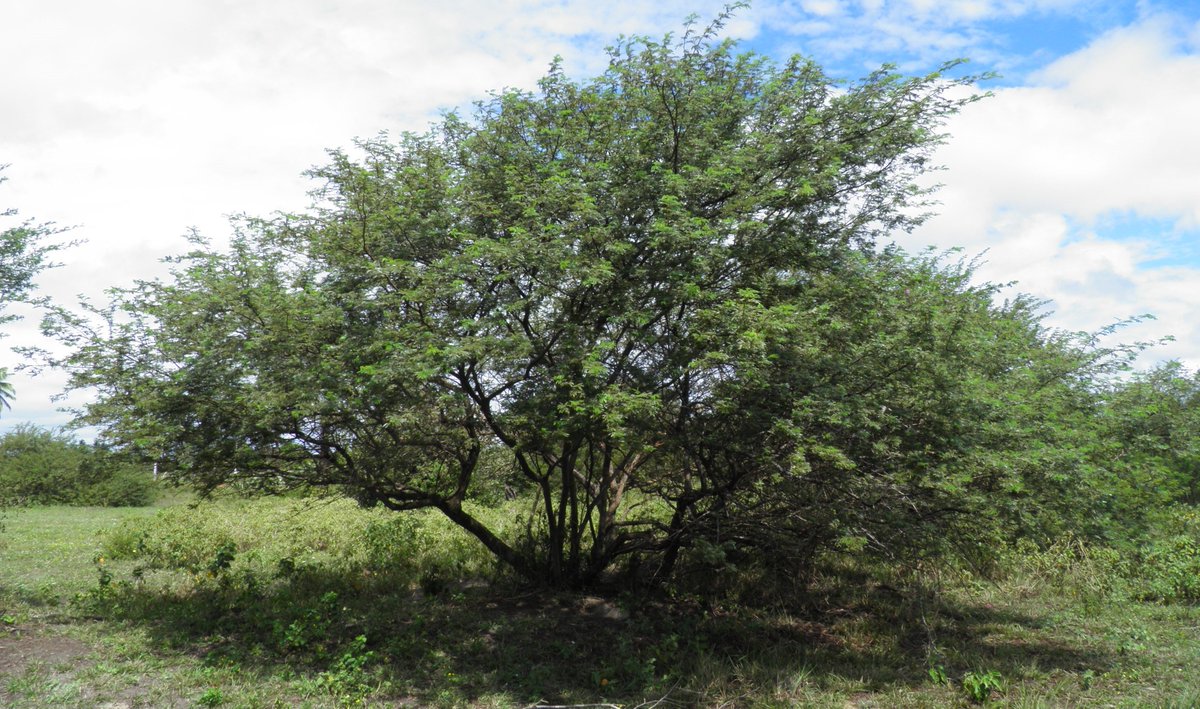 ufrnbr's tweet image. Ciência!🌿

Pesquisa da UFRN avaliou as ameaças à diversidade genética de espécies arbóreas com importância econômica, mas superexploradas nas florestas nativas. Entre elas está a jurema-preta, árvore originária do Brasil e de ocorrência natural em áreas de Caatinga (+)