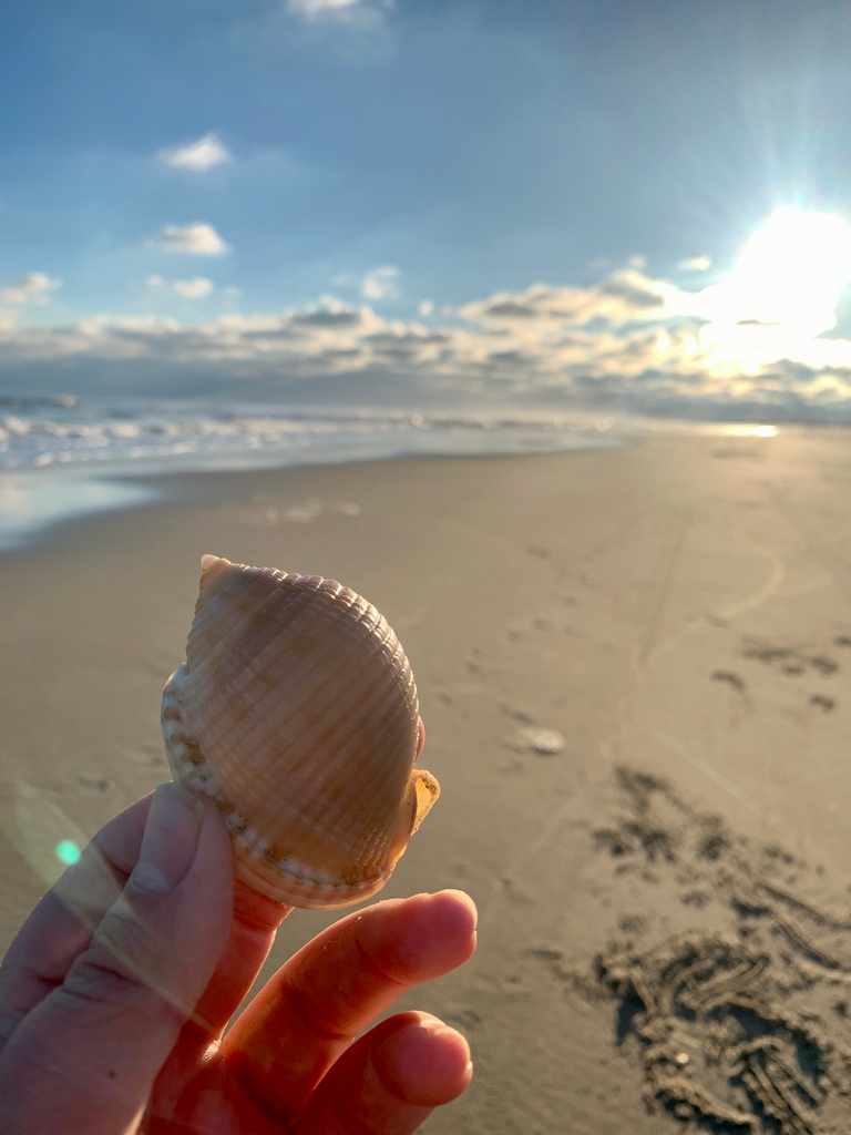 ocracokevillage's tweet photo. Long beach walks looking for shells are one of our favorite things to do in the winter! π
#visitocracokenc #visitnc #ocracoke #outerbanks #obx #nc #northcarolina #scotchbonnet #bachwalk #shelling #winter https://t.co/oGoQRWssOL