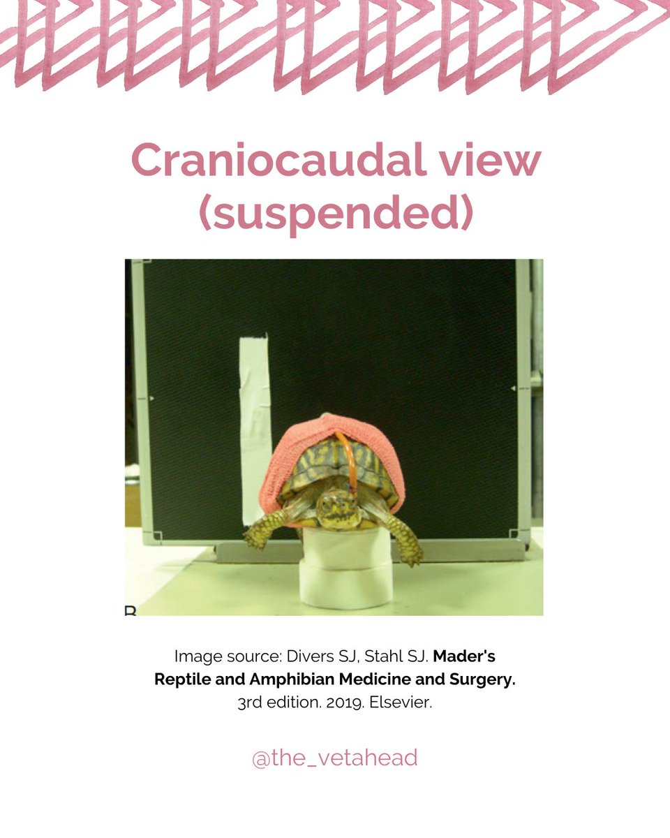 Is there a way to use the shell to help you get a good radiograph?

This week's posts are thanks to @aishwarya_ramesh95 suggestion!

#vetahead #reptilemedicine #veterinaryradiology #veterinarydiagnosticimaging #reptileradiology