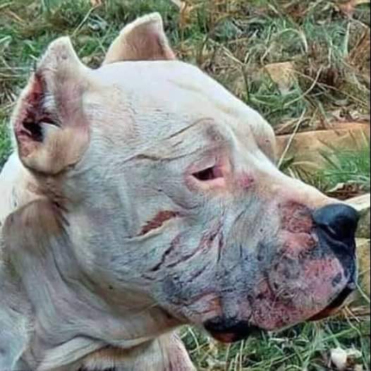 This dog named Morocho risked his life to save the lives of 2 girls. The daughters of his owner were attacked by a puma and he protected them! 😍😔