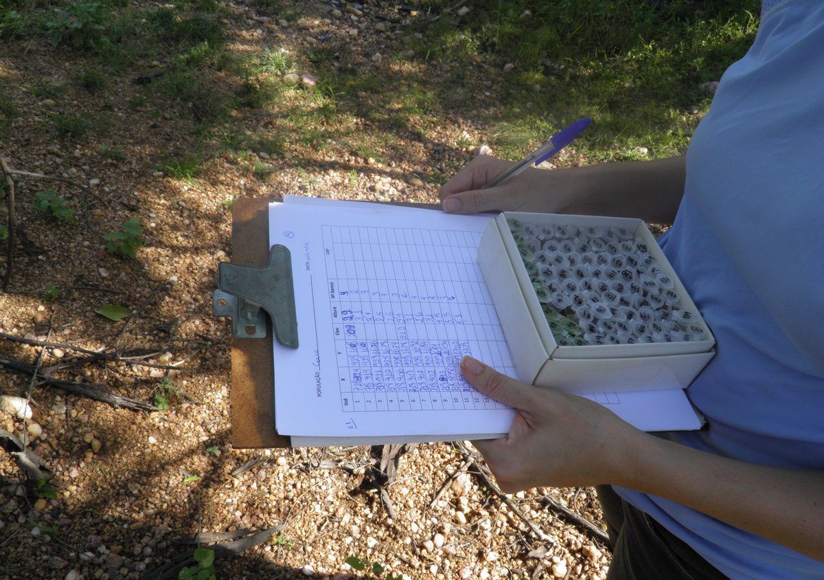 ufrnbr's tweet image. Realizada no Programa de Pós-Graduação em Ciências Florestais da @EAJ_UFRN, com apoio do Laboratório de Genética e Melhoramento Florestal (LabGeM), a pesquisa avaliou a diversidade genética em 15 populações naturais dessa espécie nativa distribuídas pelo estado do RN. (+)