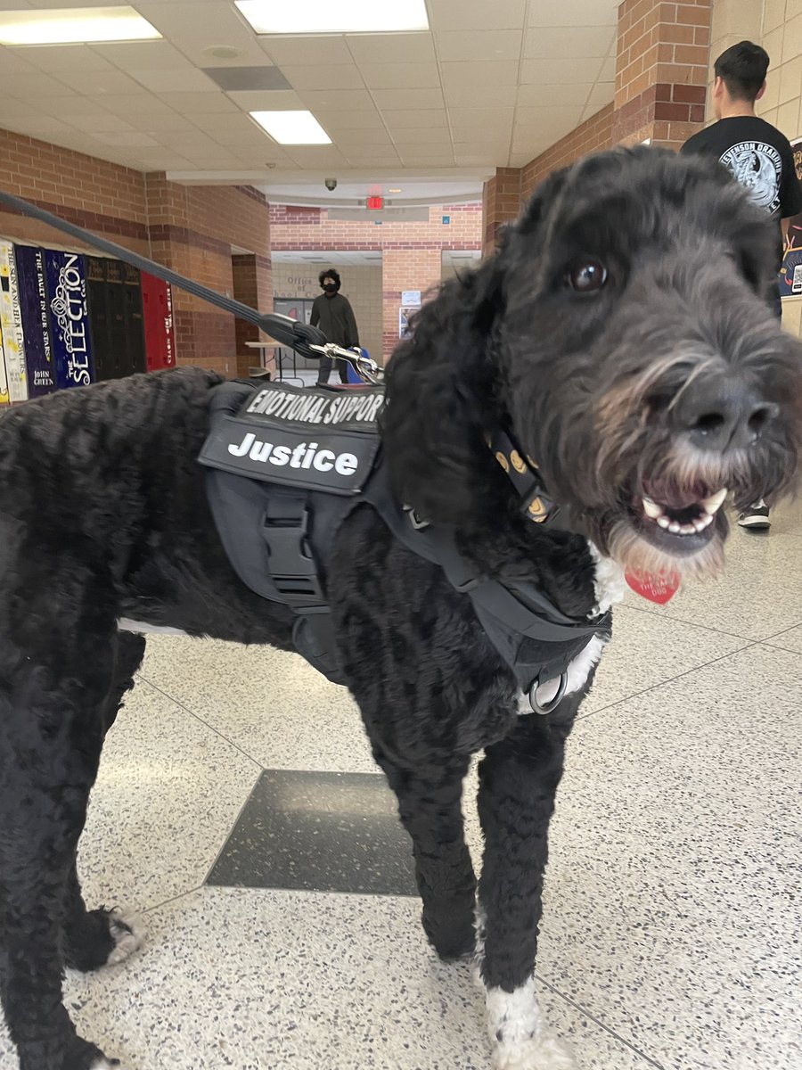 Justice came to visit today!!! Such a lovely creature who gave me a moment of peace during my busy day. Thank you <a href="/sdbenzo76/">Steven Bennett</a> &amp; @HISDPDChief for bringing Justice today! 

<a href="/WIStevensonMS/">Stevenson Dragons</a> 

#wistevensonms #hisd #stevensonms #emotionalsupport #emotionalsupport #reasons2beadragon