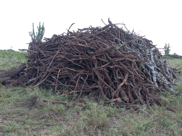 ufrnbr's tweet image. A jurema-preta possui alto potencial econômico e ecológico, principalmente para fabricação de cercas, lenha e carvão, bem como a utilização forrageira, melífera e medicinal, o que faz com que a espécie seja explorada de diversas formas. 😑

Leia + 📲ufrn.br/imprensa/repor…