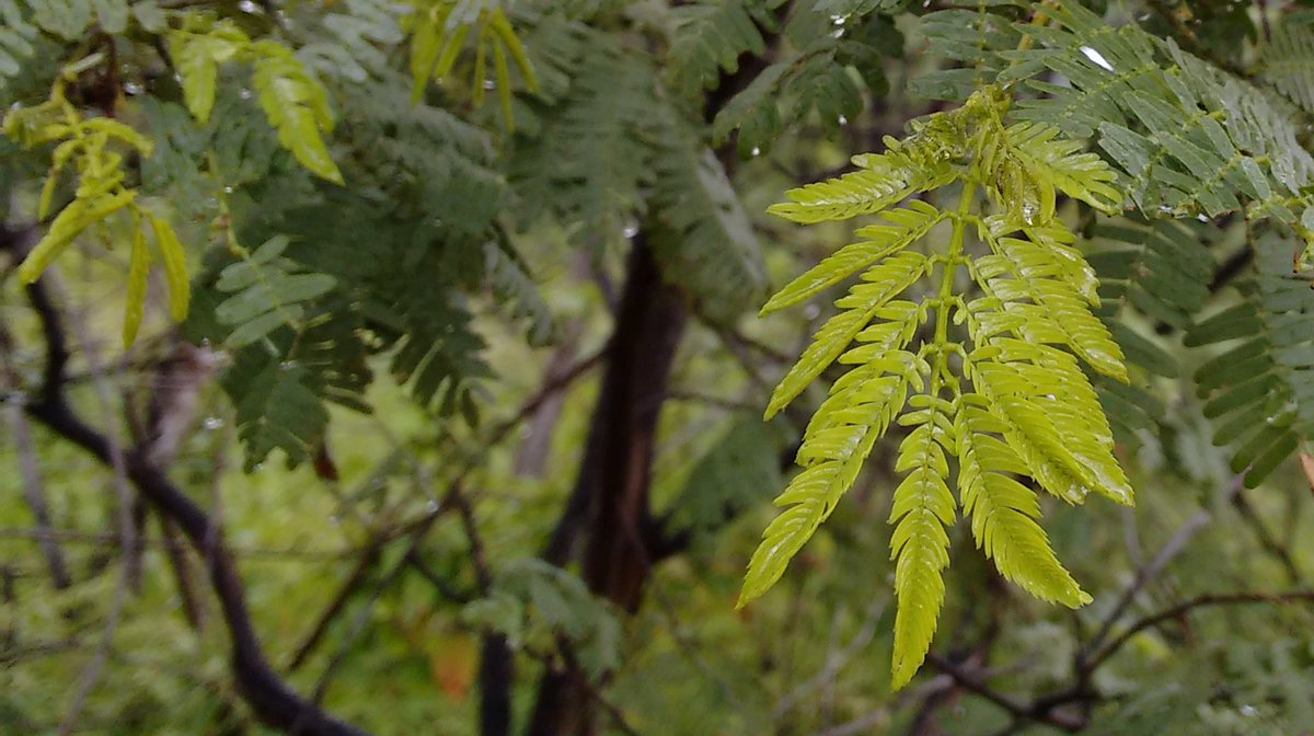 ufrnbr's tweet image. Os resultados, publicados na Genetic Resources and Crop Evolution, indicam a necessidade de um manejo adequado da jurema-preta associado a estratégias eficientes de conservação. De acordo com Kyvia, uma alternativa é a domesticação e implantação de florestas plantadas. (+)