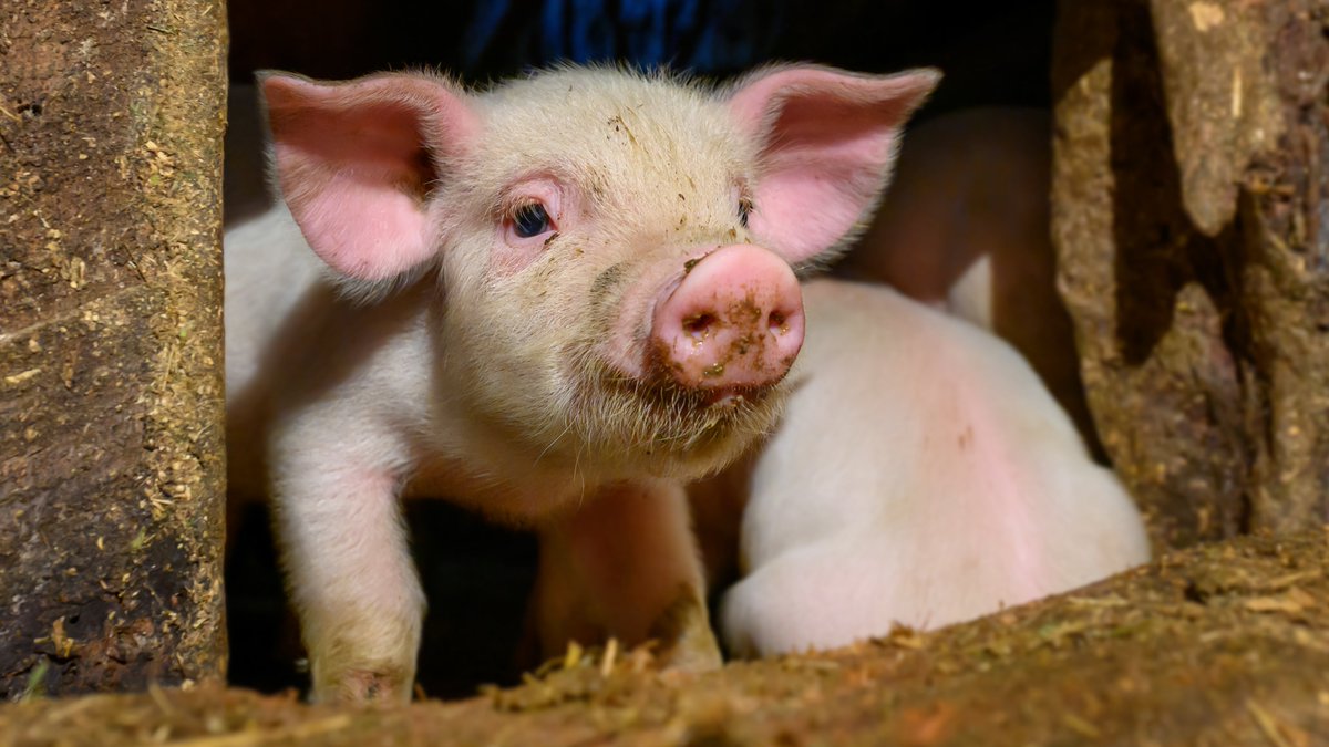 RT if you think this pic of baby Stormy is adorable

#NHLAllStarVote Martin Necas