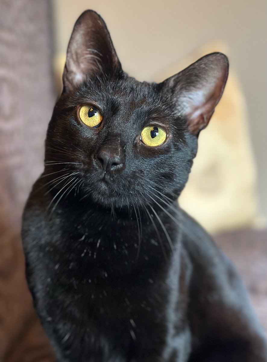 My new pal Arthur says thanks to the amazing team at <a href="/perrys_place_la/">perrys_place_la</a> cat rescue! There are so many great cats there in need of good homes, and the staff is first-rate! Go pay ‘em a visit!