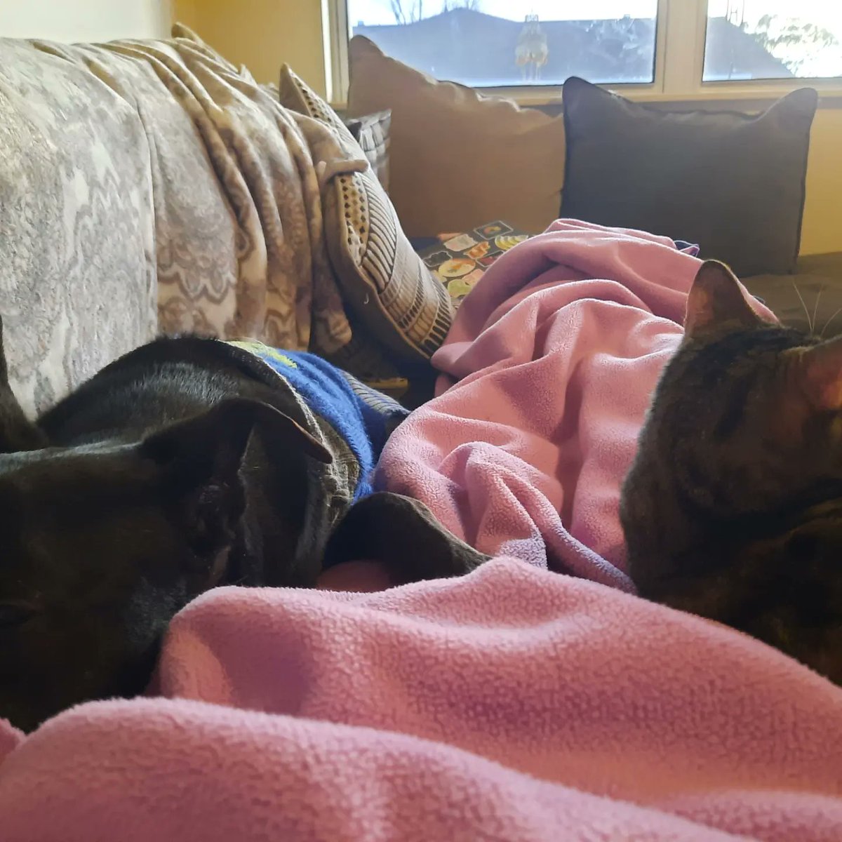 lurejournal's tweet photo. Amelia and Harley are cuddling up for this stormy weather ⛈️💙

Big thanks to staff editor Abigail for sharing these pics of her babies🐱🐶

Send us a DM to have your pets featured on #petsoflure 

#lurejournal https://t.co/Kj9cvT7RSH