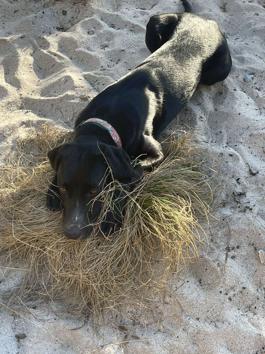 courbet_julien's tweet photo. Un chien c'est un membre de la famille,ça peut se temps en temps te détruire le jardin😂mais au bout du compte ça te fera rire . Si le cours de l'euro ou du bitcoin est incertain celui de l'amour de ton chien est toujours à la hausse . Adoptez avant d'acheter et goûtez au bonheur https://t.co/RXuQ6UhGe5