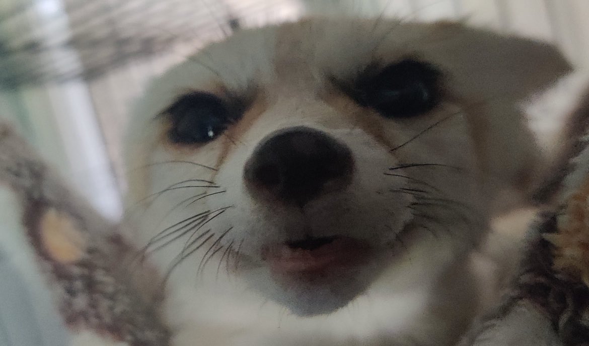 jeongin as fennec foxes on Twitter