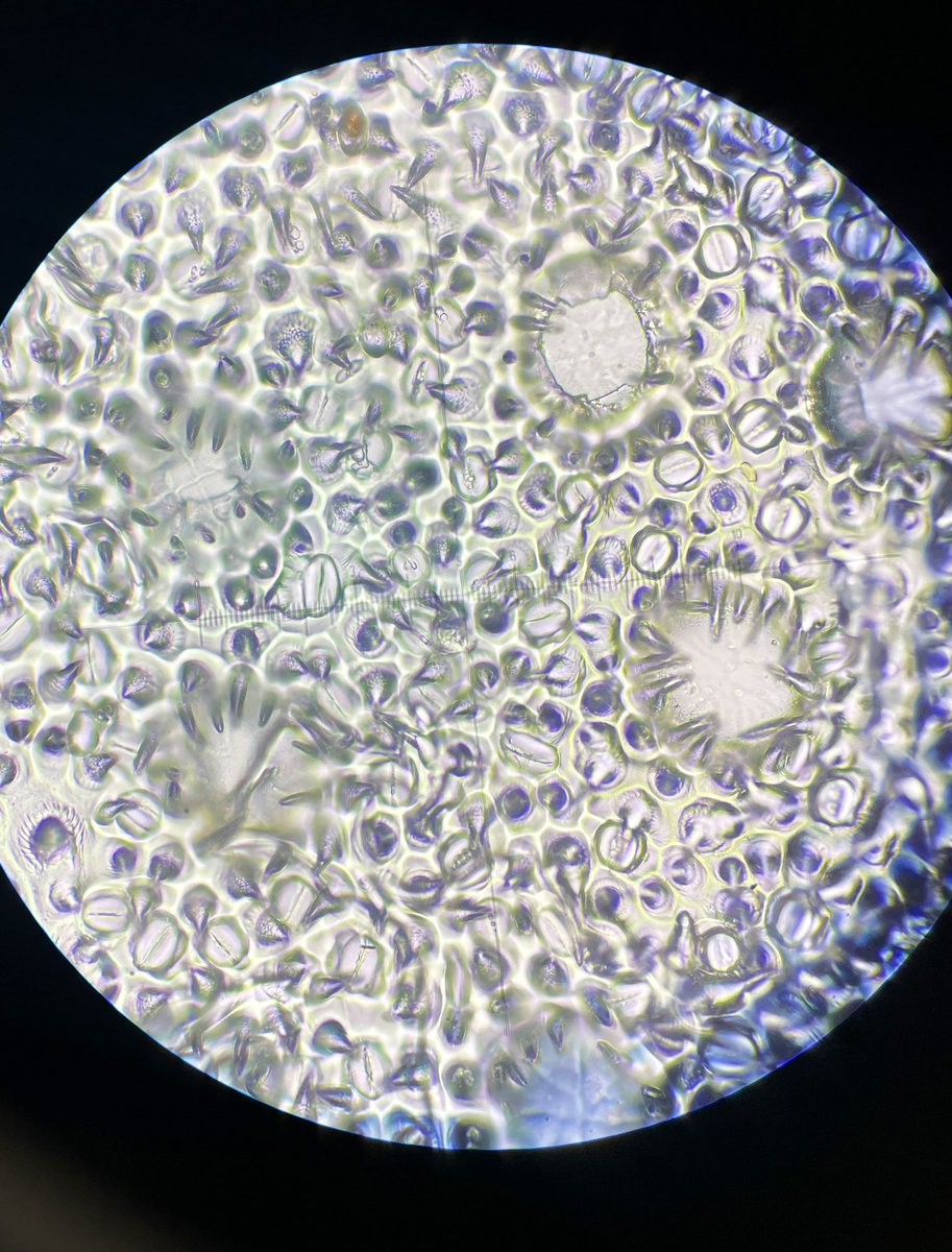 HaileePlantGrad's tweet photo. The longer I stare at stomata, the more they begin to look like microscopic coffee beans…☕️🔬 https://t.co/8nWd1m2nmt