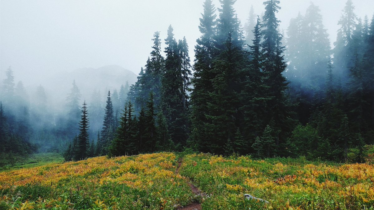 Forest Service NW tweet media