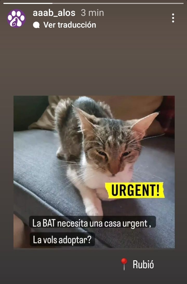 Adopció #Urgent per aquesta Gateta 💞🐱 Us podeu posar en contacte amb les companyes d'<a href="/AlosAaab/">Associació Animalista d'Alòs de Balaguer</a>  per DM  #Lleida #XarxaCatalunyaAdopcions #XarxaBarcelonaAdopcions #FemXarxa #adopcio