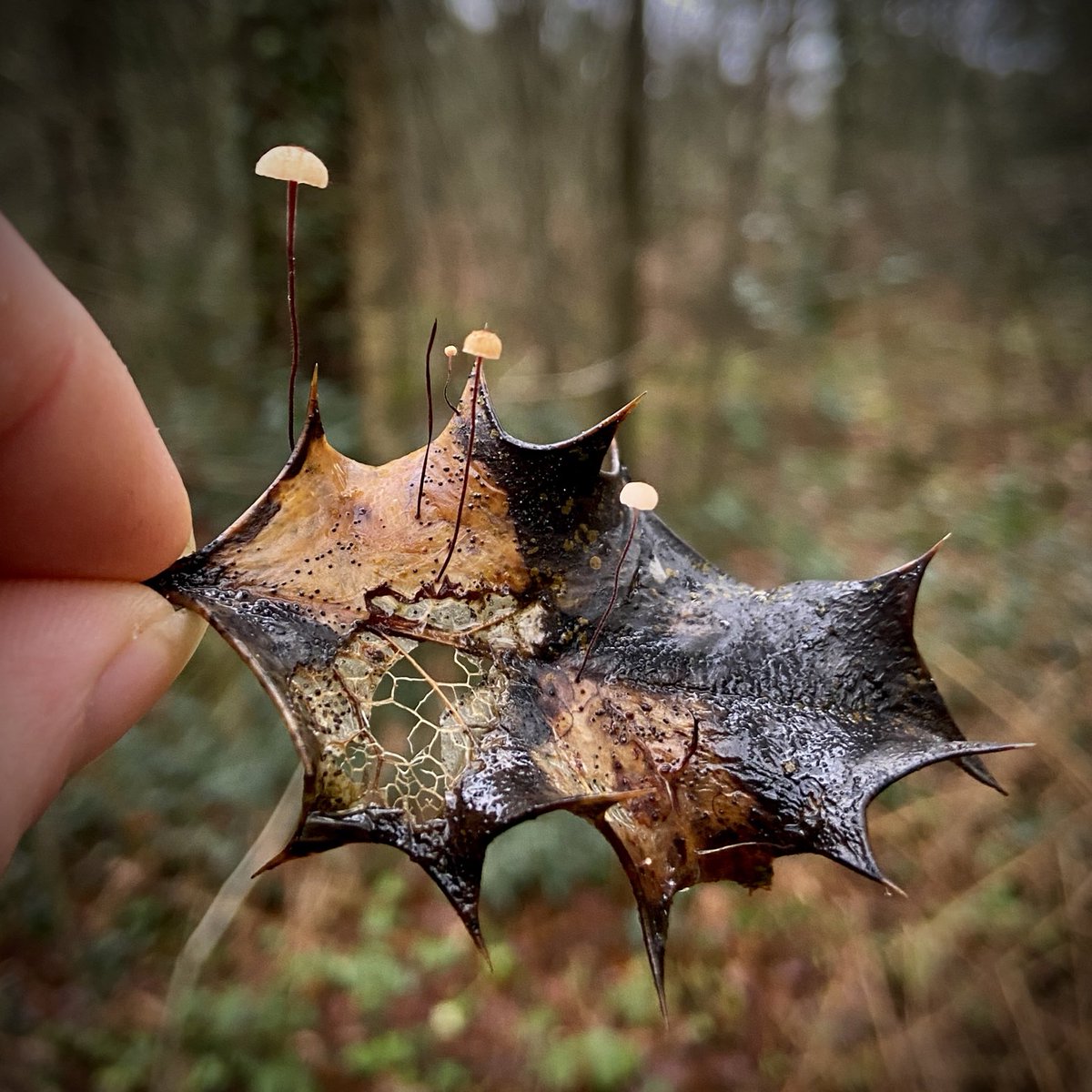 bernoid's tweet photo. Leaf relief #leafrelief #marasmiushudsonii #fungi https://t.co/3oKY28d1Ym