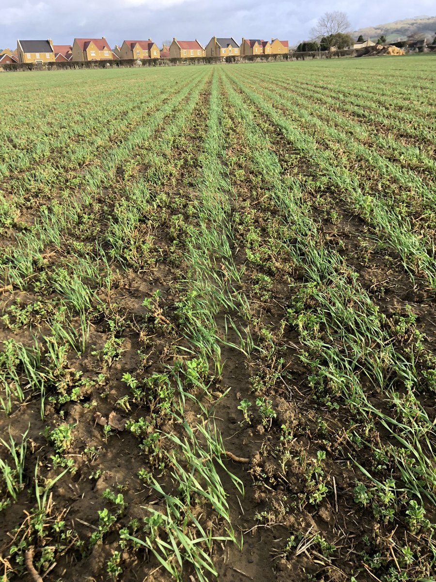Wheat sown direct into Lucerne. Hoping to keep Lucerne as living mulch #bicropping #nfixing #wheat