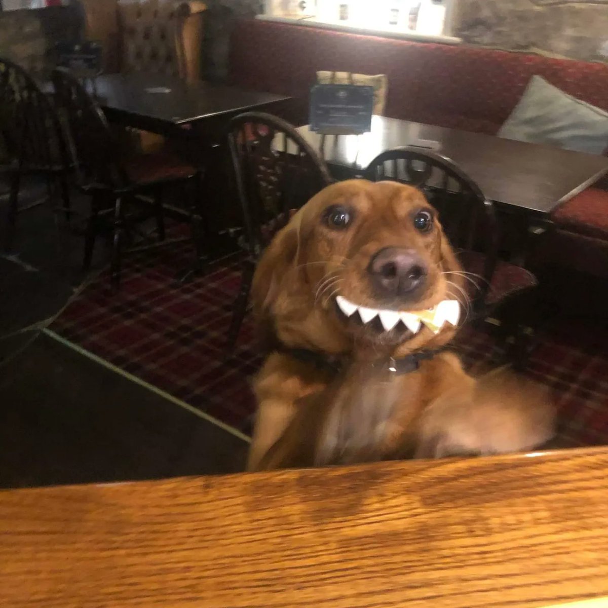 Nice cheesy smile from Trigger when trying to get served at the bar in the @thedownearms a couple of weeks ago. He must think he'll get preferential treatment with that beam😬😁 #stonybrokecottage #Castleton #countrypubs #dogfriendly #happydogs #roaringfire