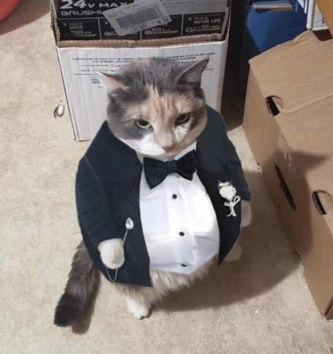 my cat ended up here (@cursedkittycat) on Twitter photo 