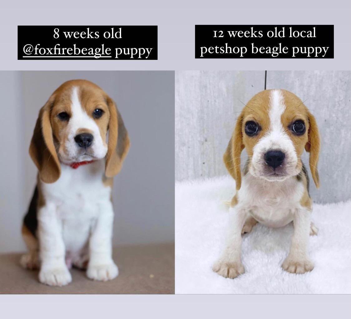 Why it's important to buy from a preservation breeder and not support pet stores! #adoptorshopresponsibly #dogsoftwitter