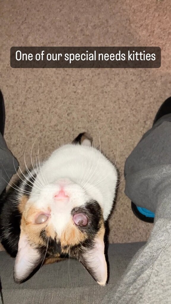 ClowderComics's tweet image. #ciricat #specialneedscats #specialneedsfamily #specialneedscat #sightimpaired Click to watch the Video! ift.tt/pEFwgyh
