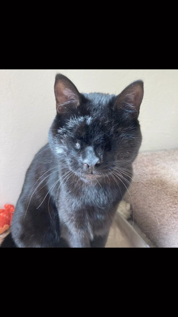 ClowderComics's tweet image. #blindcatAnnie #blindcatsofinstagram #blindcat #blackcatsrule #blackcat #specialneedscats #specialneedscat Click to watch the Video! ift.tt/t3WTPsJ