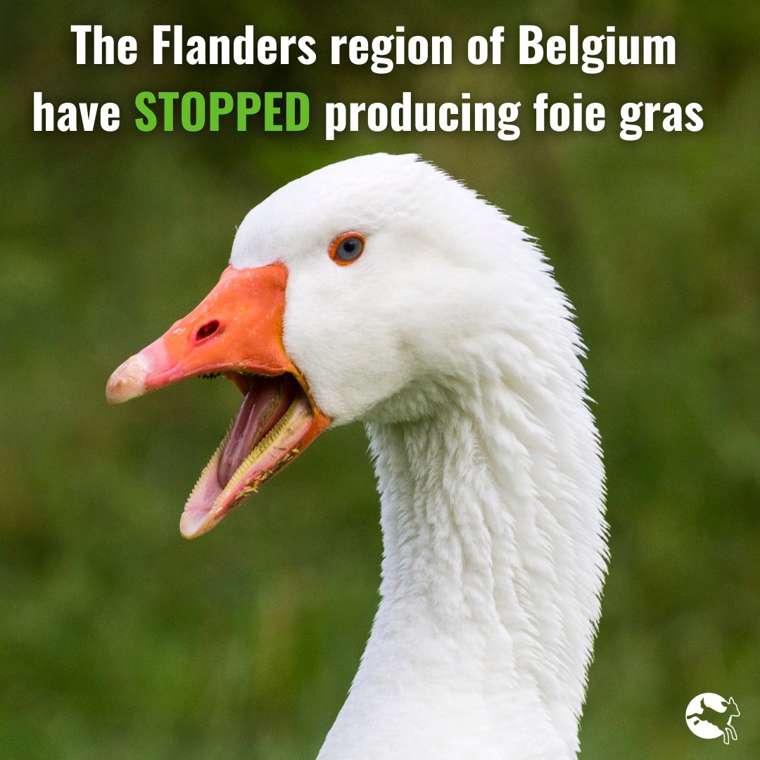 In case you missed it, an amazing start to the year! 🙌

The last remaining foie gras producer in the region closed one year ahead of schedule. Read more: bit.ly/3X6XIAn