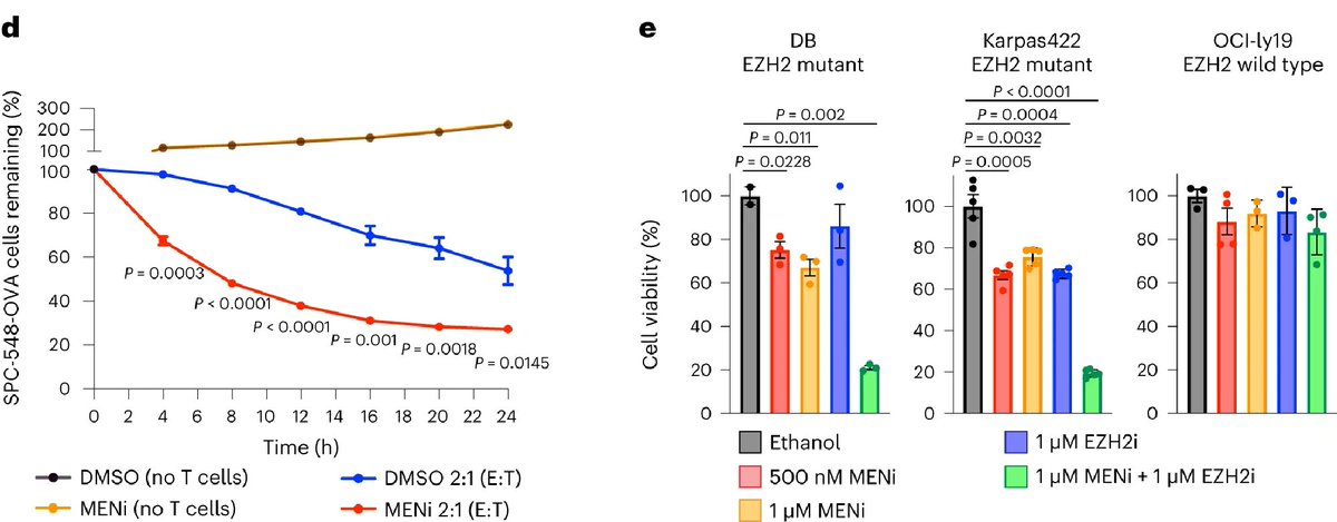 CSparbier's tweet photo. Our findings have important implications for cancer therapy- Menin inhibition enhances MHC-I expression and T cell-mediated killing in SCLC and, when combined with EZH2 inhibitors, substantially increases the killing of EZH2 mutant DLBCL cells. (9/10) https://t.co/6t5EDFsOlV