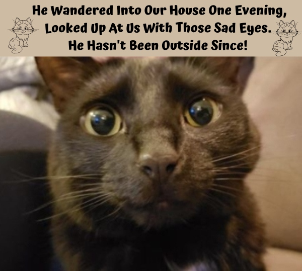 AlexandraHemmin's tweet photo. Self Rescued!!!! And what a home he found, loving, &amp; caring. Thank you HEROES for caring &amp; accepting him!!!!! Priceless!!! 😻😻😻😻😻😻😻😻😻😻😻😻😻😻😻😻😻😻😻😻😻😻😻😻😻😻😻😻😻😻😻😻😻😻😻😻😻😻😻😻 https://t.co/qZ1xWpZ6Ye