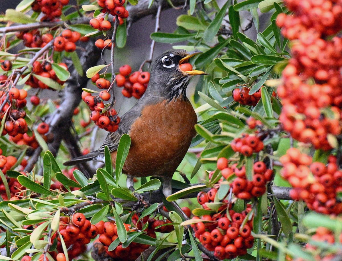 sherlavars's tweet image. A loud &amp;amp; happy American Robin eating breakfast in my backyard this morning.