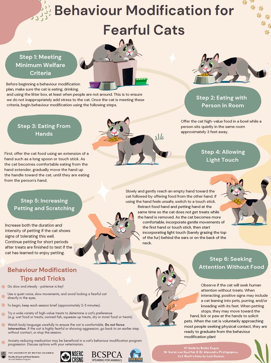 BaileyHopeEagan's tweet photo. Our behaviour modification plan for fearful cats is translated into 12 languages, available to download https://t.co/1mPsBAm9Vf. See the below thread for each language currently available. If you would like to help translate this into your language, let me know! 🐈 @ubcAWP https://t.co/ZcZKJWtCwN