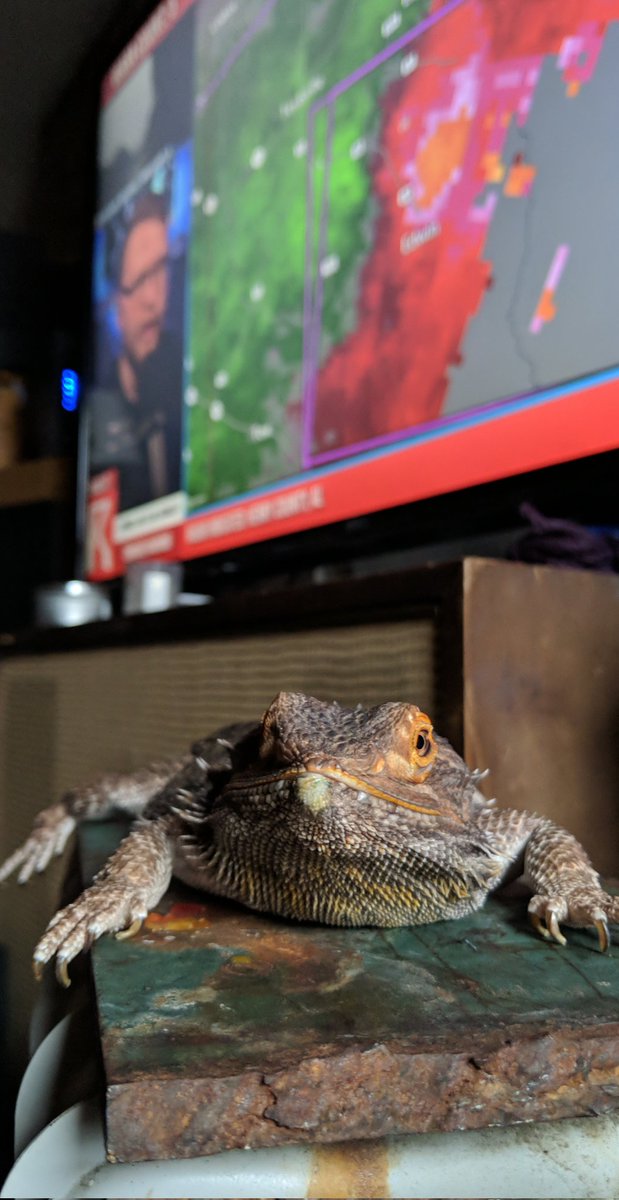 RustyTorty's tweet photo. Watching @ryanhallyall and @BluekandyWX with Poof the bearded dragon. Alabama and Georgia are taking a beating today. Stay safe. https://t.co/u2IKYtgSdJ