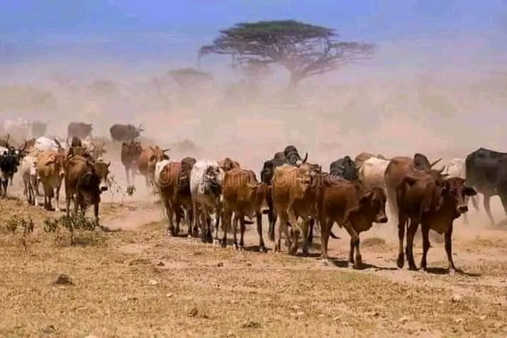 NewsPlumtree's tweet photo. *Two Tsholotsho villagers steal R50 000 worth of cattle in Plumtree*

TWO Tsholotsho men have been arrested for allegedly stealing 10 head of cattle worth about R50 000 from Bulilima District.

Bhekabantu Dube (47) and Niason Ncube (52) were not asked to plead when they appeared https://t.co/tczszigYa8