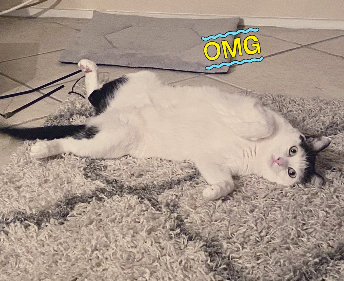 The Cat's Meow tweet media