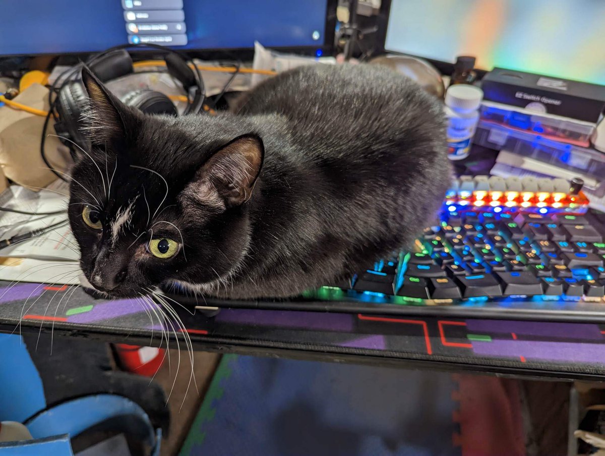 SarahP14972949's tweet image. Around this time of day, I helpfully remind dad that I lack the thumbs needed to open my cans. #CatsofTwittter #halp 📷 by @mkeopinionguy