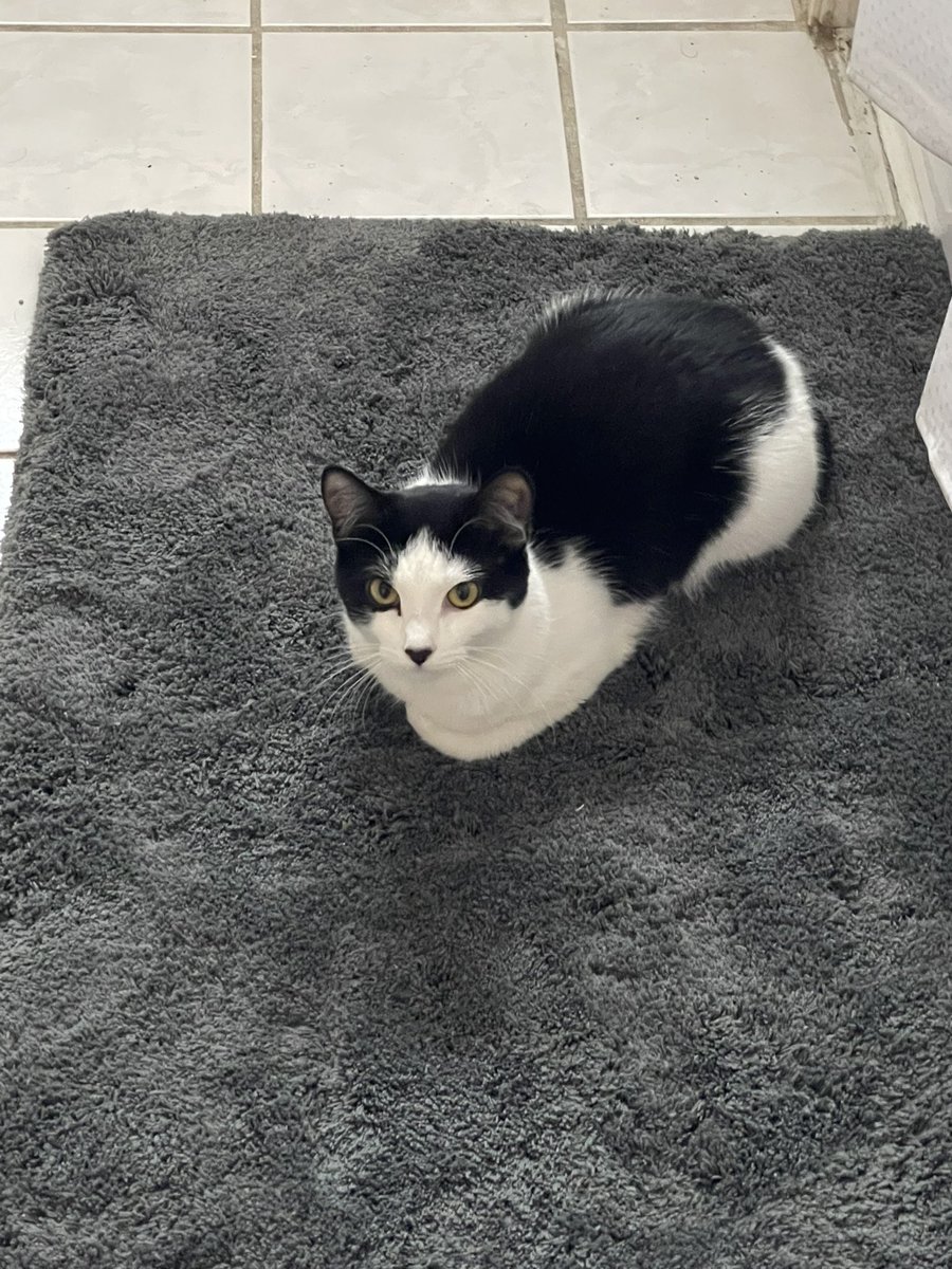update: cleo will finally touch the new bathroom rug 👍🏽