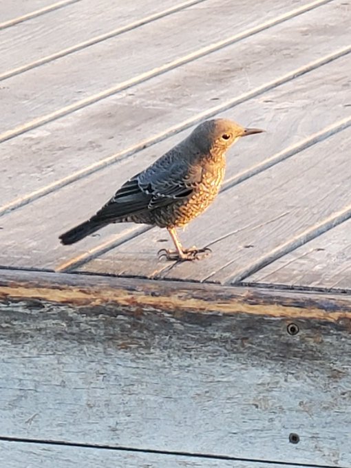 鳥 足跡もよい 