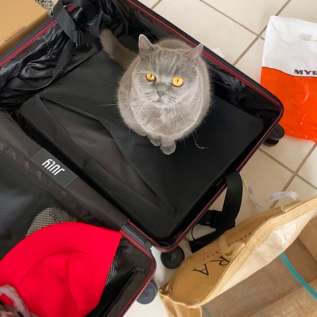 Noosa_Meow's tweet photo. You are not going anywhere without me again..
.
#travelrestriction #cats #CatsofTwittter #britishshorthair https://t.co/czYG9kLwK4