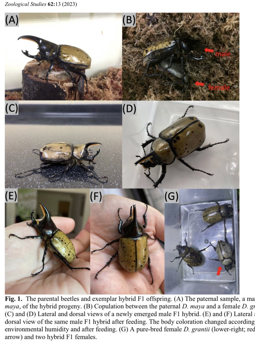 airbugshuang's tweet photo. A fun project to produce F1 hybrids between two phenotypically distinct Hercules beetles. Finally published 
https://t.co/eAKRPlbrZp https://t.co/YMGj14SLR6