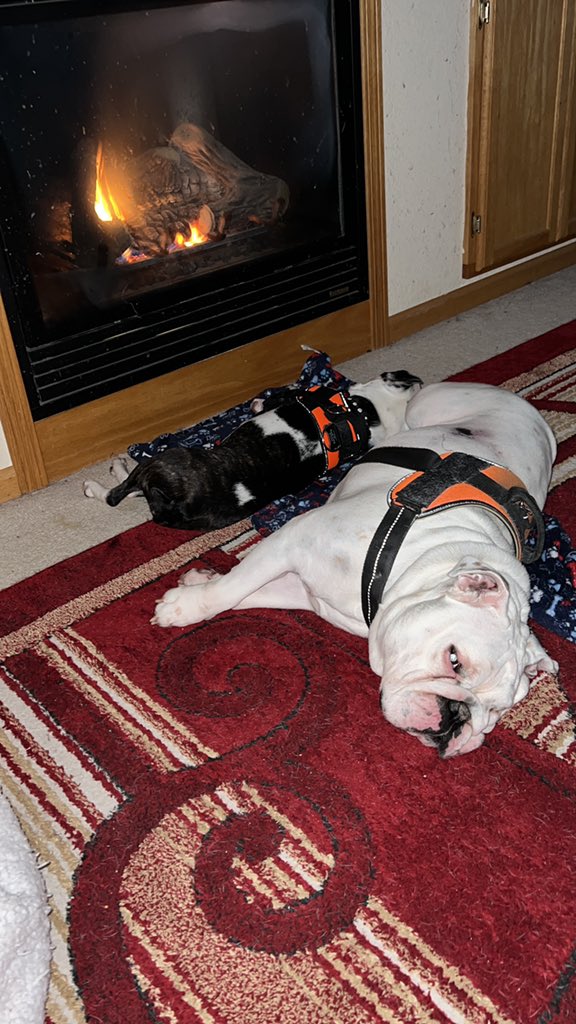 sithpariah's tweet photo. My girls getting warmed up from their 3rd daily walk. The life, I tell ya! https://t.co/p6GVDHS3CT