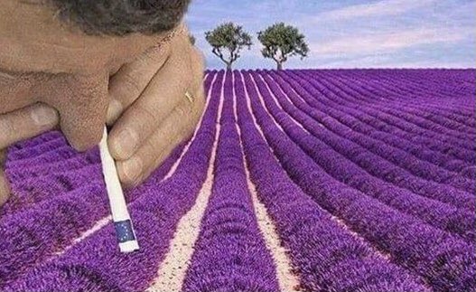 “Lavendel vermindert de hoofdpijn en zorgt voor een betere slaap”
Ik: