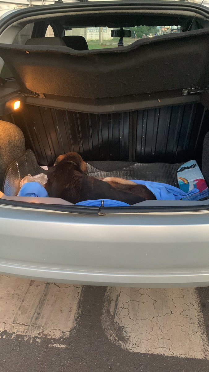 JadeFrana3's tweet photo. PELO AMOR DE DEUS ME AJUDA!!! 
Encontrei esse cachorro na volta do trabalho, ele foi atropelado e eu resgatei mas não tenho recursos pra pagar o veterinário e sem isso ele não vai viver muito tempo. 
DOE QUALQUER QUANTIA! Pix: Jadefranca710@gmail.com https://t.co/3RUsgHp82i