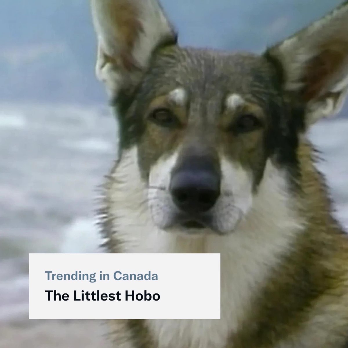 Meanwhile in Canada 🇨🇦