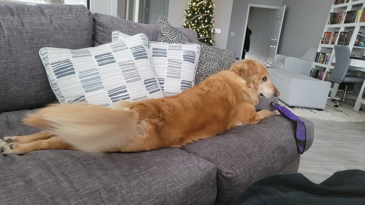 DanTheDapper's tweet photo. @Diablo Long dog, reporting for looting https://t.co/pfpJIPgUS1