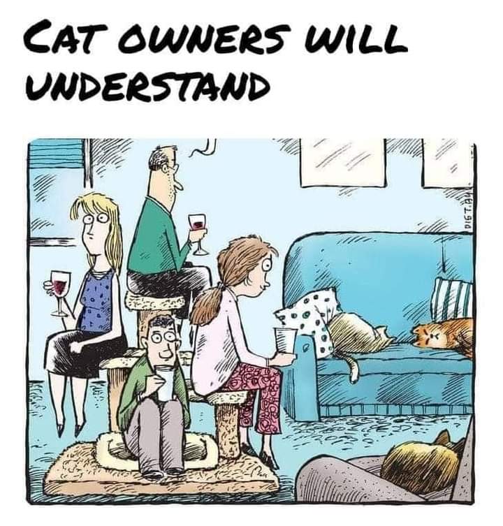 Cat owners will understand this 👇
#catowners #cats #CatsOfTwitter