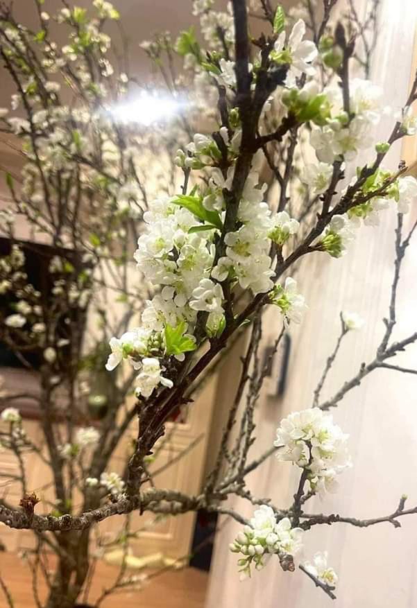 Tran Hai (@tranhai2699639) on Twitter photo 