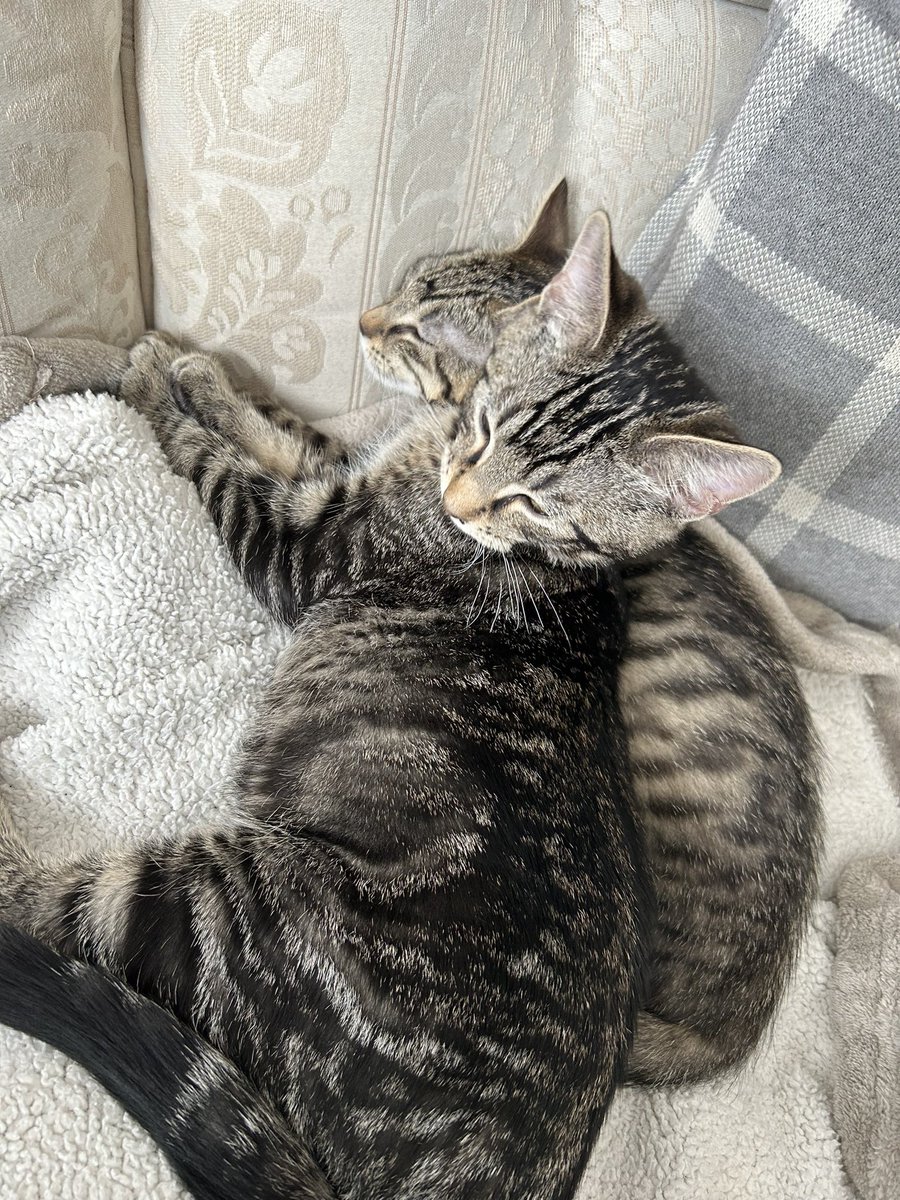 NashTanelle's tweet photo. Reading Radiant Sin by @katee_robert and thinking I probably shouldn’t have picked the names Artemis and Hermes for my new kittens #confusingmyself #CatsOfTwitter #advancedcopy #BookTwitter #whichhermes https://t.co/y9WBLuVzbw