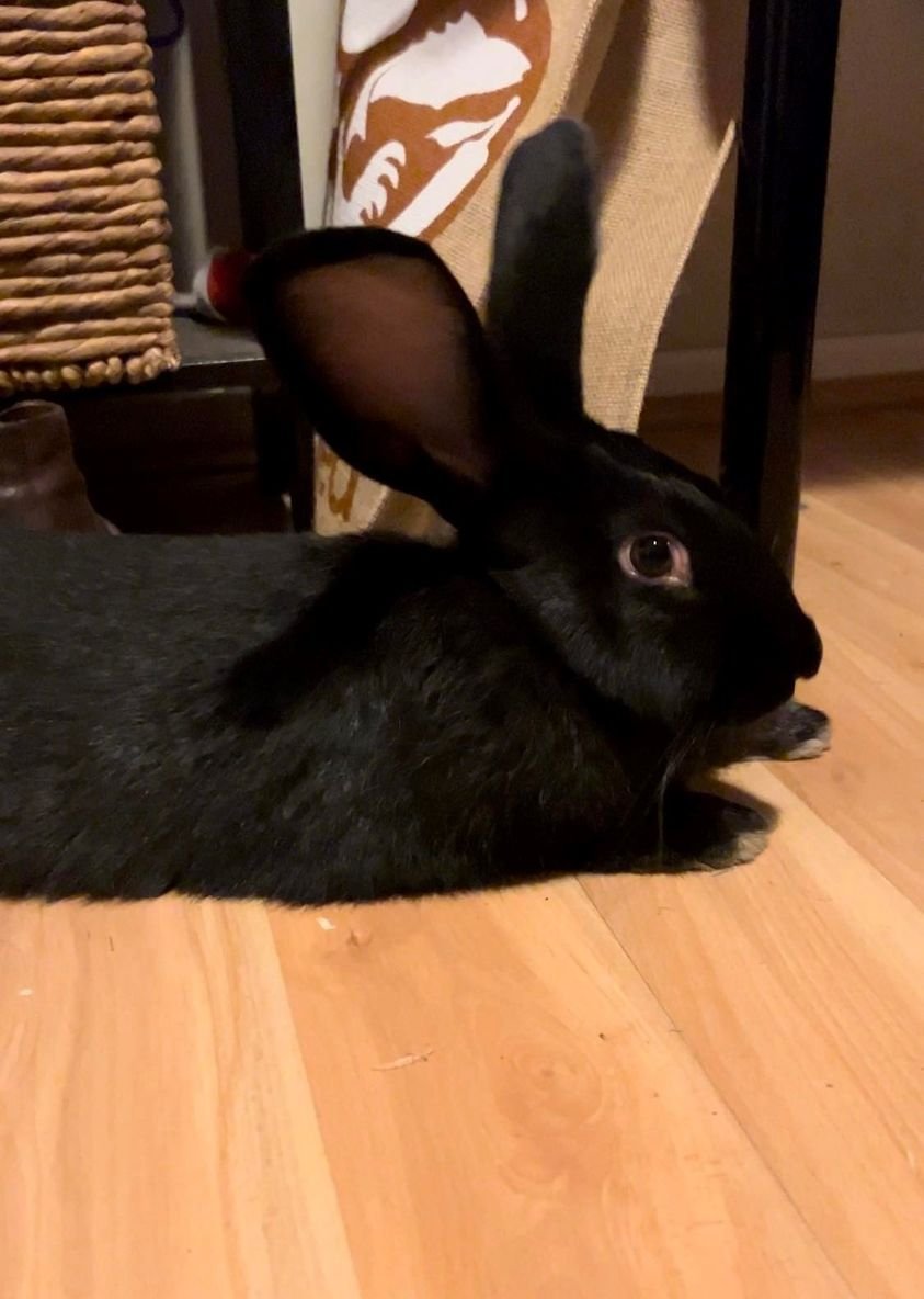 AussieKPOPMum's tweet photo. #lostpetsperth #lostrabbit #petfinder #pawboost 
@CityofGosnells 

LOST RABBIT   Please share ****  My son's  big black rabbit has gone missing in the Gosnells (Prince st area) last night.  Please share. It's a large rabbit.  Please message me. https://t.co/qmpVch9C4a