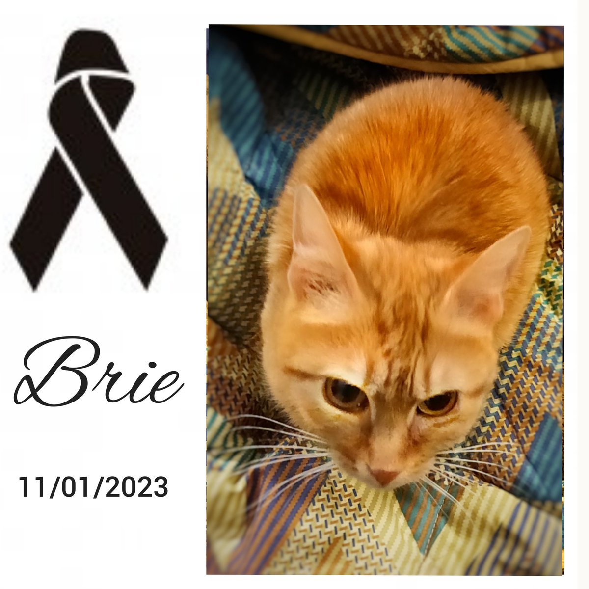 YuliaKorneva's tweet image. Goodbye my red one.
See you on the other side.
.
Addio Vibrissona!
Ciao vediamo dall'altra parte.
.
#brie #cat #redcat #love #gatta #gattarossa #gatti #gattini #FOTOS #Photo_Folio #photo #rip #RestInPeace #mylove #catlovers #catlover #11gennaio #11jan #12gennaio #picoftheday